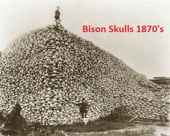 Buffal Skulls
